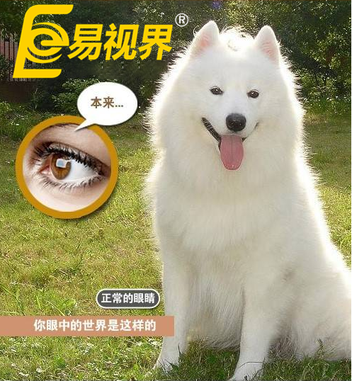 不一樣的眼病，不一樣的世界