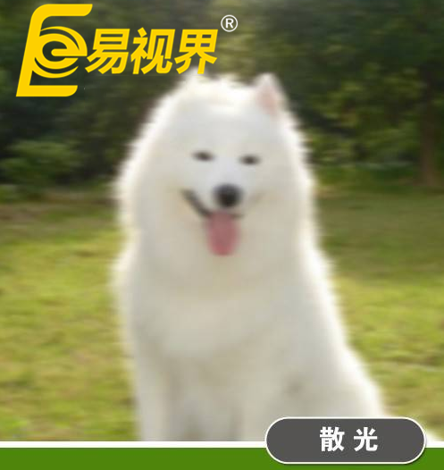 不一樣的眼病，不一樣的世界