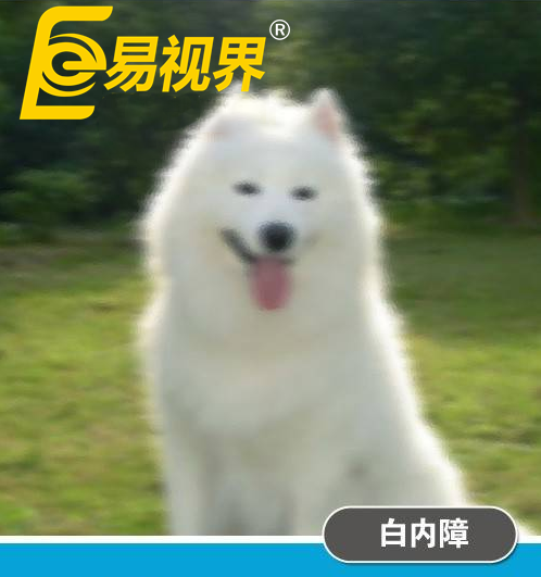 不一樣的眼病，不一樣的世界