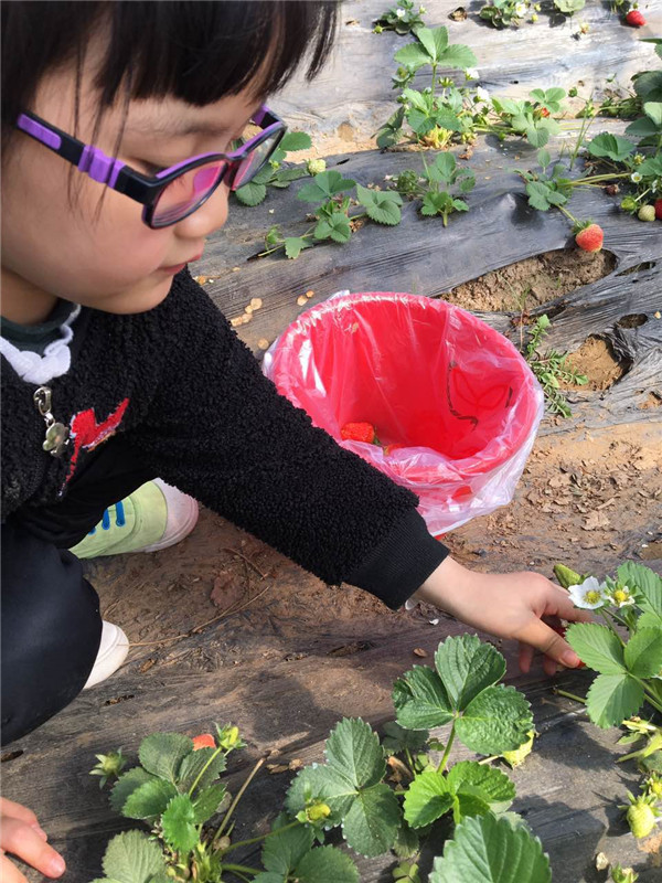 易視界小客戶在認真摘草莓