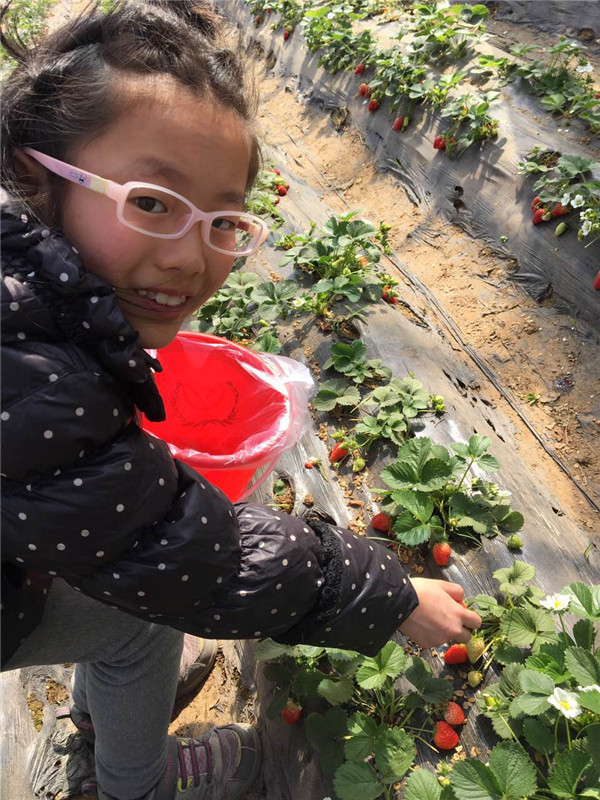 易視界小客戶在認真摘草莓
