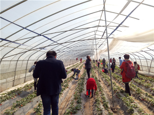 易視界春季摘草莓進行中