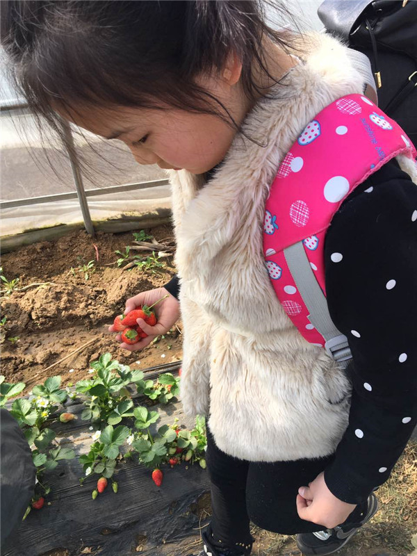 易視界小客戶在認真摘草莓